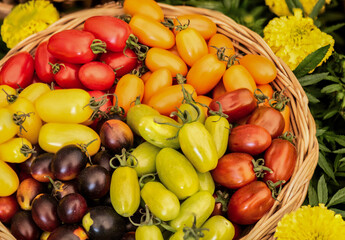Multicolored tomatoes fruits on natural background.