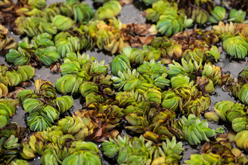 Giant salvinia or Salvinia molesta D.S. Mitchell on natural background.