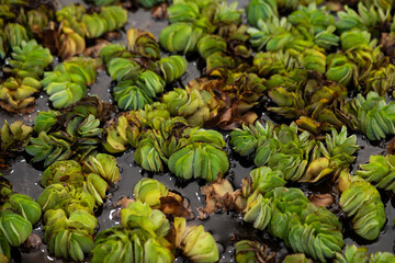 Giant salvinia or Salvinia molesta D.S. Mitchell on natural background.
