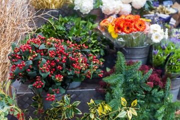 A vibrant display of potted plants, including bright red hypericum berries, evergreen boughs, and bunches of colorful cut flowers in metal buckets at a flower stall.