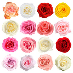 Collection of beautiful roses isolated on white