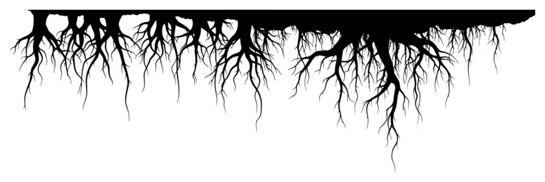 Black tree roots silhouette vector illustration showing underground root system and soil texture