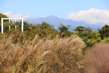 제주도 한라산을 배경으로 가을의 억새와 핑크뮬리가 조화를 이루어 피었습니다. 