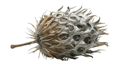 Dry spiky seed pod or burr showing unique natural texture and interesting structure on transparent background
