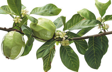 Branch of a tree with unripe green fruit and small white flowers isolated on transparent background