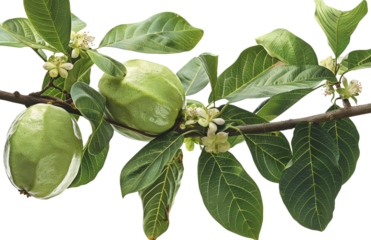 Branch of a tree with unripe green fruit and small white flowers isolated on transparent background