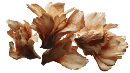 Dried petals with delicate texture and warm brown colors create a natural, organic composition. Transparent background