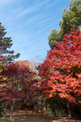  青空と美しい紅葉　カラフルな風景　滋賀県大津市皇子が丘公園