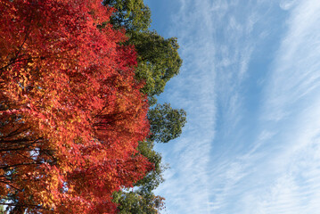 青空と美しい紅葉　カラフルな風景　滋賀県大津市皇子が丘公園