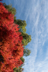  青空と美しい紅葉　カラフルな風景　滋賀県大津市皇子が丘公園