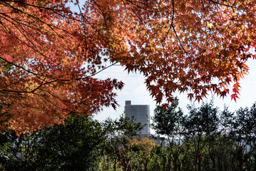  青空と美しい紅葉　カラフルな風景　滋賀県大津市皇子が丘公園