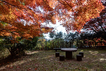  青空と美しい紅葉　カラフルな風景　滋賀県大津市皇子が丘公園