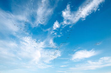 Snow Geese in flight during the annual autumn migration to the Skagit Valley, Washington. Over 50,000 Snow Geese arrive each winter (November-March) as they migrate from the Arctic.