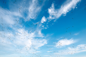 Snow Geese in flight during the annual autumn migration to the Skagit Valley, Washington. Over 50,000 Snow Geese arrive each winter (November-March) as they migrate from the Arctic.