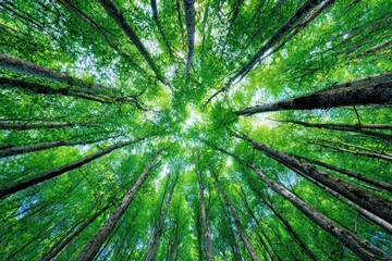 Overhead view from forest floor looking up; sunlight breaks through leafy canopy