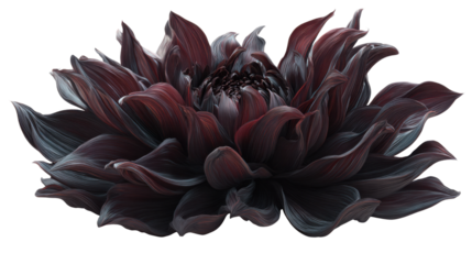 Dark burgundy dahlia flower with intricate petals on isolated transparent background, digital painting creating moody botanical art