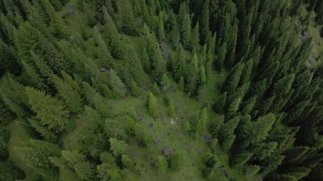 aerial topdown conifer canopy dolomites italy, dense emerald firs radiating from mossy clearing, soft morning light filtering through needles, drone survey perspective capturing layered