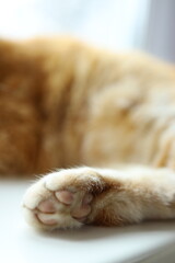 Soft fur and delicate pads of an orange cat's paw are in focus, resting calmly on a white surface, bathed in warm, natural light from nearby windows.