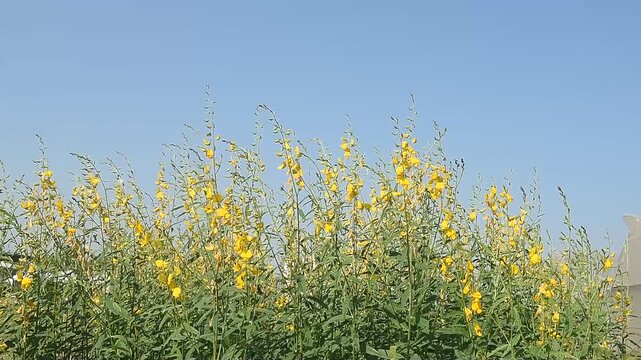 Sunn hemp or Crotalaria juncea flowers on natural background.