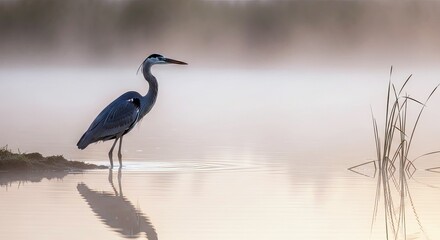 A Great Blue Heron stands in shallow water, its reflection visible, with a foggy background and soft morning light.