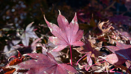 The effects of summer sun scorch or drought stress captured in a macro photo, showing a once-vibrant red maple leaf now crispy and faded.