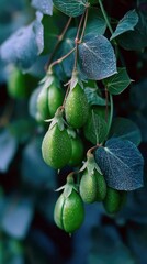 Green Seed Pods with Dew Drops on Vine