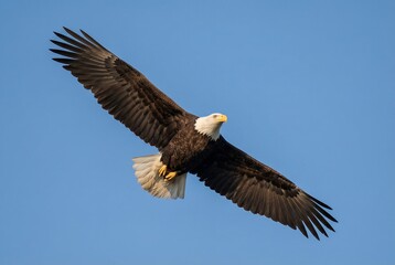 Fototapeta premium Majestic bald eagle flying with wings spread against clear blue sky