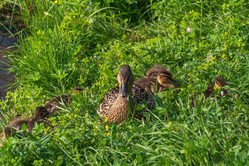 A female mallard duck or wild duck (Anas platyrhynchos) with chicks is resting in the grass on the shore of a pond in Pavlovsky Park on a sunny summer day, Pavlovsk, Saint Petersburg, Russia