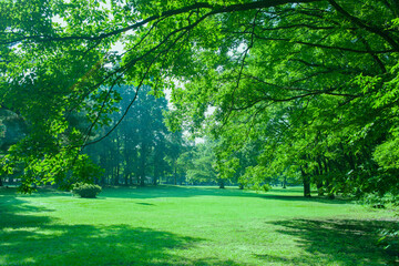 緑の公園
