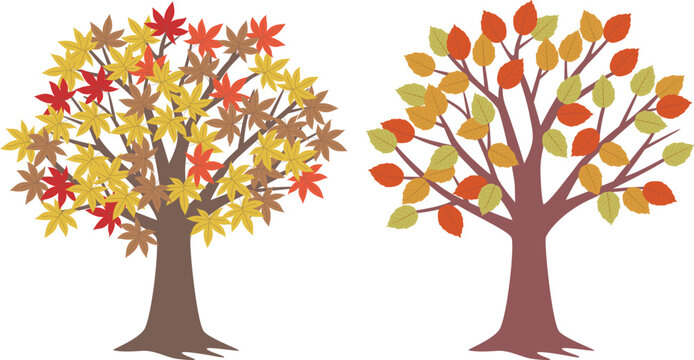 Fallen leaves and autumnal tree images