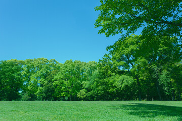 緑の公園