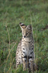 Serval sitting in the grass. 