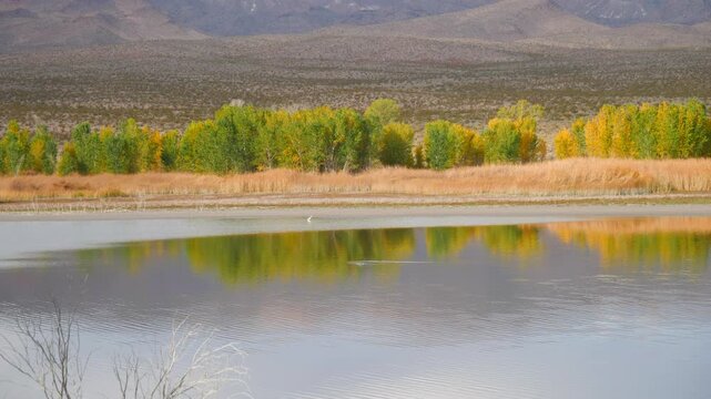 Beautiful reflections at Upper Pahranagat Lake in Pahranagat National Wildlife Refuge in Lincoln County, north of Las Vegas, Nevada