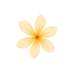 Fototapeta premium A beautiful soft peach-colored flower with delicate petals, isolated on a white background, perfect for design and decoration