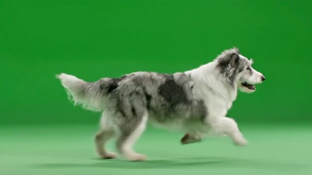 Polish Lowland Sheepdog Running Green Screen Isolated Loop 4K