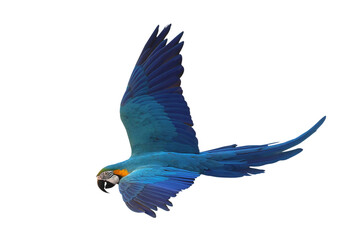 Colorful flying Blue and Gold Macaw parrot isolated on transparent background png file	