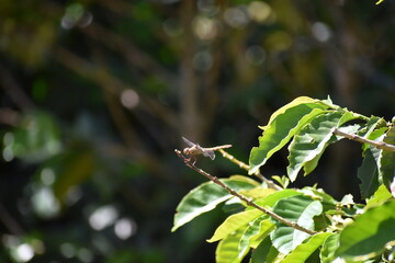 Close-Up of a Small Insect on Plant Branch
