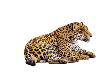 Majestic Jaguar Resting with Spotted Fur