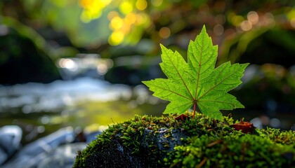 Close-up of a bright green maple leaf, near a flowing stream