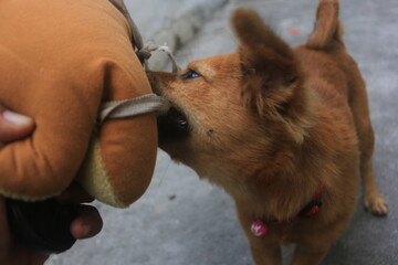 A blonde dog is playing in the yard looking happy. playing and biting a doll. blur zoom.