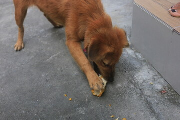 A blonde dog is playing in the yard looking happy. playing and biting a doll. blur zoom.