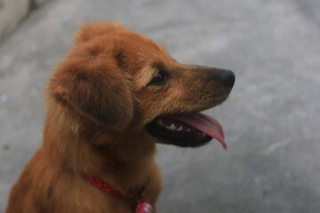 A blonde dog is playing in the yard looking happy. playing and biting a doll. blur zoom.