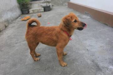 A blonde dog is playing in the yard looking happy. playing and biting a doll. blur zoom.