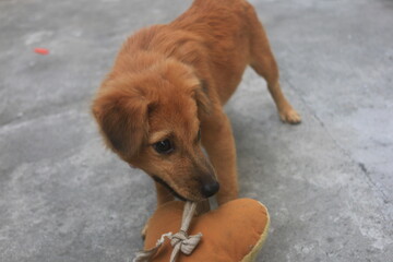 A blonde dog is playing in the yard looking happy. playing and biting a doll. blur zoom.
