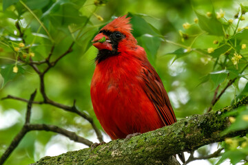 Male Northern Red Cardinal (Cardinalis cardinalis), perched on a tree branch in St. Louis Missouri. Green worm in its beak. Leaves, sky in background. 
