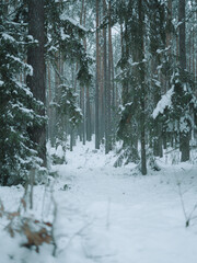Snow-covered winter pine forest with tall dark tree trunks creating a moody, atmospheric woodland scene in cold, overcast weather — serene, minimalistic and natural landscape photography