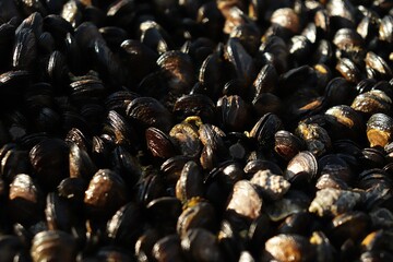 Fresh Mussels Close-Up with Glistening Shells