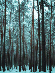 Snow-covered winter pine forest with tall dark tree trunks creating a moody, atmospheric woodland scene in cold, overcast weather &mdash; serene, minimalistic and natural landscape photography