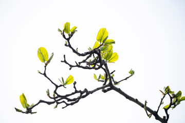 Qingming Spring Buds Fresh New Leaves Close Up