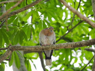 White-winged Dove in Bacalar Mexico